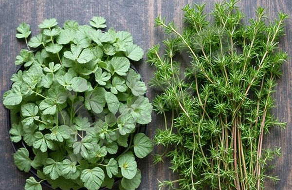 شما در حال مشاهده هستید اورگانو چیست و چه تفاوتی با آویشن دارد؟