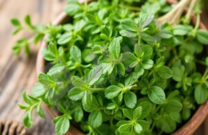 درباره این مقاله بیشتر بخوانید راهنمای جامع اورگانو: خواص، کاربردها و تفاوت با سایر ادویه ها