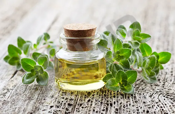 شما در حال مشاهده هستید روغن اورگانو چیست و چه فوایدی دارد؟