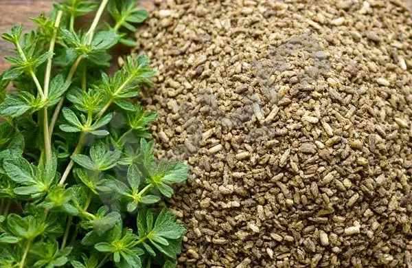 دربارۀ این مقاله بیشتر بخوانید تفاوت اورگانو تازه و خشک: کدام برای آشپزی بهتر است؟