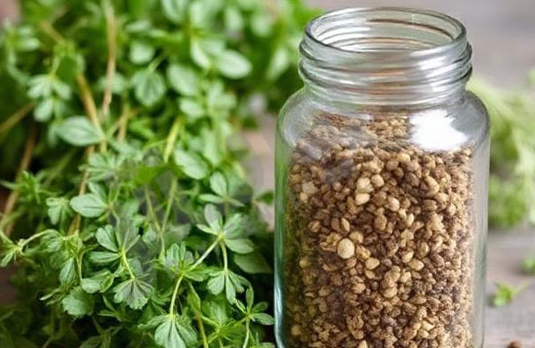 درباره این مقاله بیشتر بخوانید چگونه اورگانو تازه و خشک را در خانه نگهداری کنیم؟